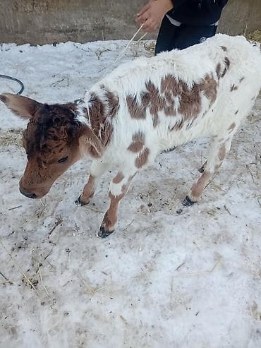 Башка жаныбарлар: Сатам | Музоо | Аргын | Көбөйтүү үчүн | Жасалма уруктандырылган — 2