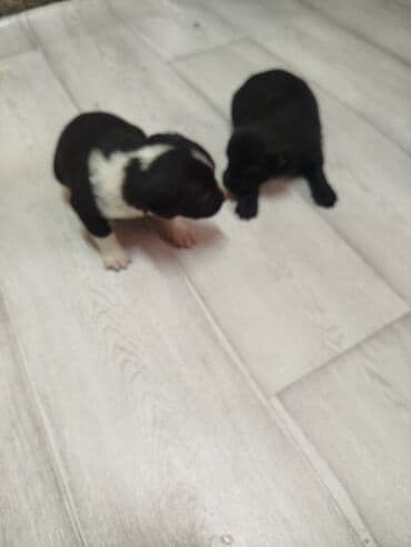 Паркет: Щенки, черно-белого и черного окраса, с белыми отметинами на груди и — 3