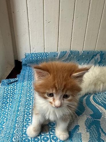 рыжий котёнок купить: КОТЁНОК МАЛЬЧИК 1,5 МЕСЯЦА. Рыжево-белый котёнок с пушистой шерстью и — 3