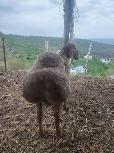 баран живой: Продаю | Баран (самец) | Арашан | Для разведения | Племенные — 6