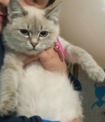 сиба: Сибирская, 7 месяцев, Девочка, Серебристая шиншилла, Приучена к лотку, Проглистована — 2