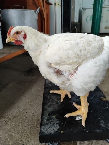 корм для хомяка: Продаю | Петух | Бройлерная | На забой — 1