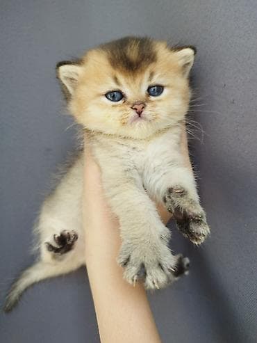 🐾 Открыто бронирование котят шотландской породы 🐾 Предлагаются к