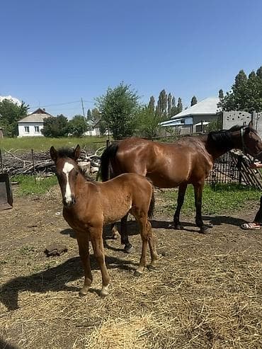 голуби животное: Продаю | Кобыла (самка) | Для разведения | Племенные — 1