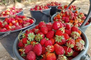 malina.kg продажа малины оптом в бишкеке новопокровка фото: Клубника — 3