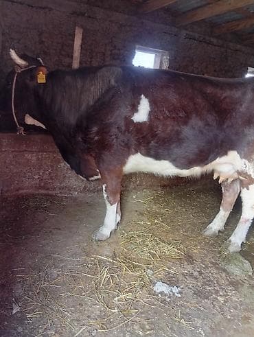 я ишу карову: Продаю | Корова (самка) | Для молока | Привязанные — 5