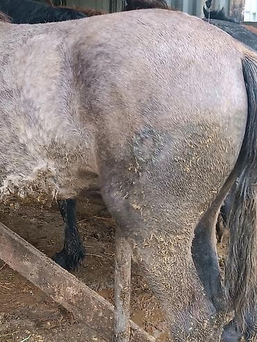 продаю коня: Продаю | Жеребец | Рабочий — 4