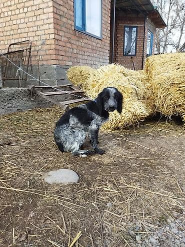щенок спаниеля купить: Порода: собака мелкого/среднего формата, тип спаниеля. Окрас — 7