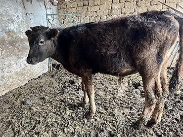 бычки бычок: Продаю | Бык (самец) | Привязанные — 10
