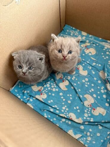 ящик почтовый: Британская короткошёрстная, 1 месяц, Мальчик, Голубой, Приучена к лотку — 1