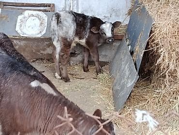 ангус уй: Продаю | Бык (самец), Тёлка, Музоо, торпок | Бельгийская — 5