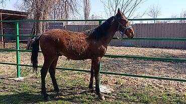 хара: Сатам | Байтал | Аргын | Ат спорту — 2