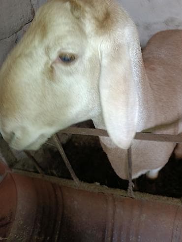 овцы арашан купить: Продаю | Овца (самка) | Арашан | Для разведения | Племенные — 4