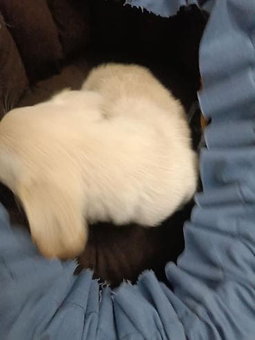 хаски бишкек купить: 2 месяца, Самец, С прививкой — 7