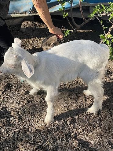 гиссар кой: Продаю | Козлёнок | Для молока — 3