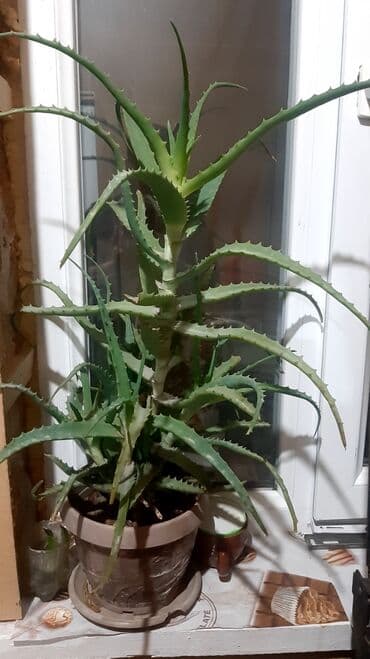 Продаю алоэ 4года