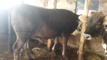 животные на продажу: Продаю | Тёлка | На откорм | Нетель — 7