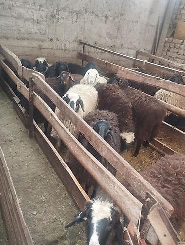 улья рута: Продаю | Овца (самка) | Для разведения | Матка — 4