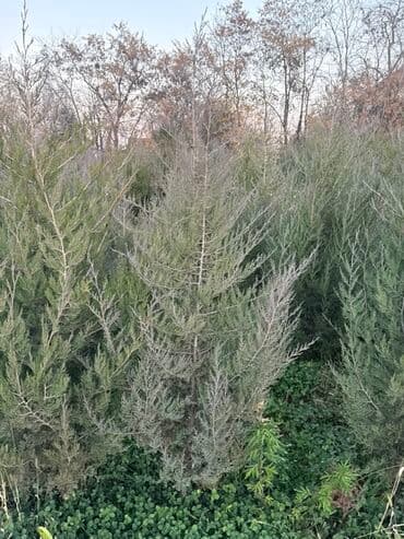 Саженцы деревьев: Можжевельники (Арча)