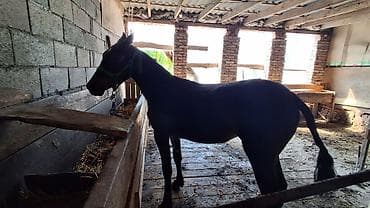 кошка токмок: Ургачы тай сатылат 9 айлык тай сойгонго да болот семиз тай и сындуу — 2