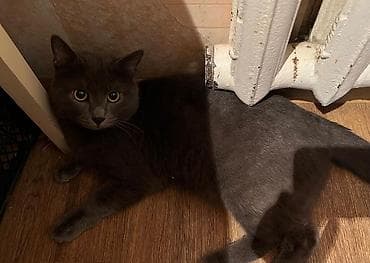 разлучники 34: Кошка даром: Беспородная, 3 месяца, Мальчик, Приучена к лотку, Проглистована — 3