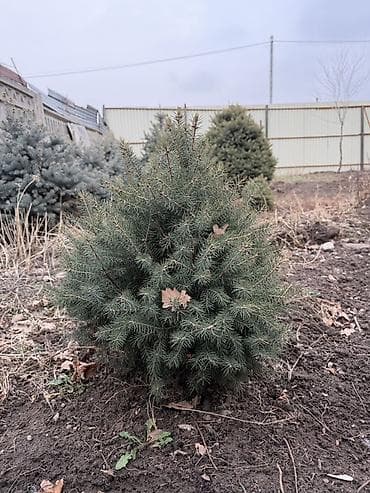 семена голубой ели: Саженцы деревьев: Ели — 3