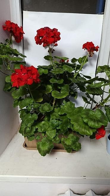 Үй жана бакча: Герань красная — 1