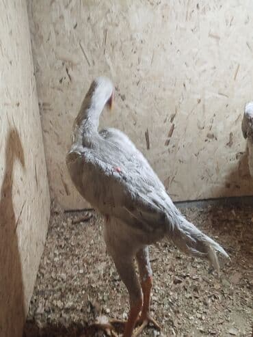 продам сельхоз животных: Дакан ак жожо короз сатылат активный алмашу жолдору бар адрес Бишкек — 1