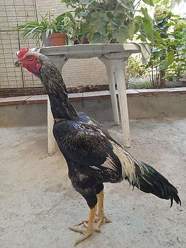 Башка жаныбарлар: Сатам | Короздор | Тебиштирүүчү | Көбөйтүү үчүн — 4