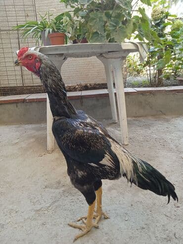 Услуги ветеринара: Февраль жожо — 3