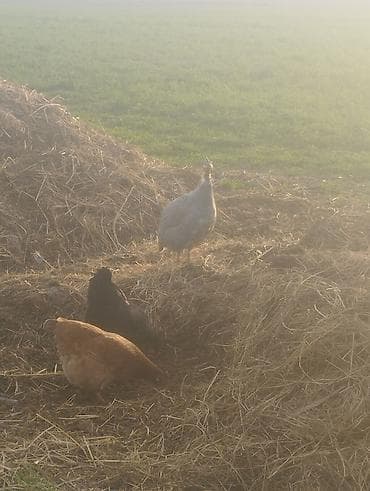 зерно кукурузы: Цесарка Мекиш (серебристая/жемчужная окраска) баасы 1500 - Домашняя — 3