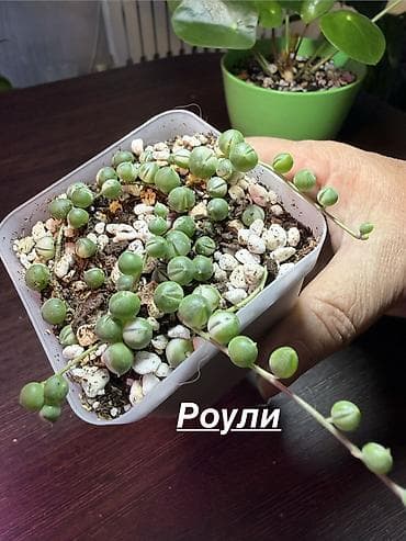 Крестовник Роули варигатный