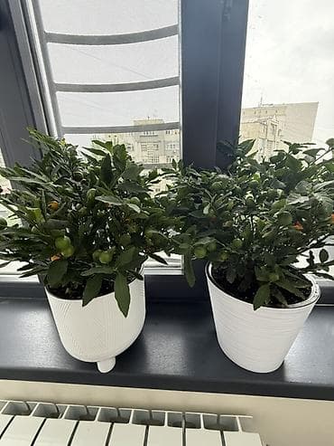 растения: Если два купите третий в подарок 🎁 Комнатный декоративный перец — 5