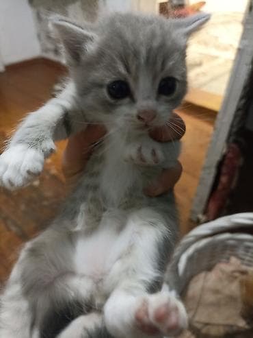 котята маленькие: Котята домашние, помёт из 5 малышей. Окрас на выбор: - серо-белый — 5