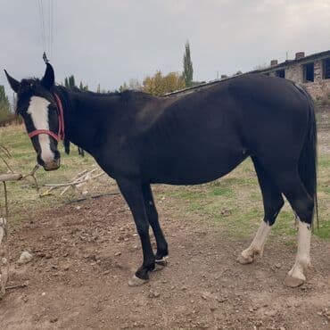 продаю охотничий собаку дратхар: Продаю | Кобыла (самка) | Конный спорт — 3