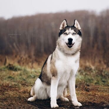 Вязка собак: Хаски возмю даром — 1