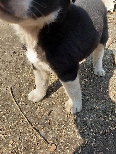 сибирский хаски: Овчарка, 3 месяца, Самец — 2