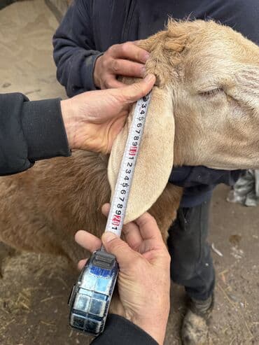 продаю в связи с переездом: Продаю | Баран (самец) | Для разведения | Племенные — 3