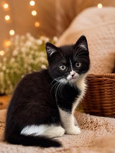 🏡 ИЩЕМ ДОМ ДЛЯ МАЛЕНЬКОГО ЧУДА 🖤🤍 Эту крошку я нашла на улице. Сейчас at lalafo.kg 🏡 ИЩЕМ ДОМ ДЛЯ МАЛЕНЬКОГО ЧУДА 🖤🤍 Эту крошку я нашла на улице. Сейчас