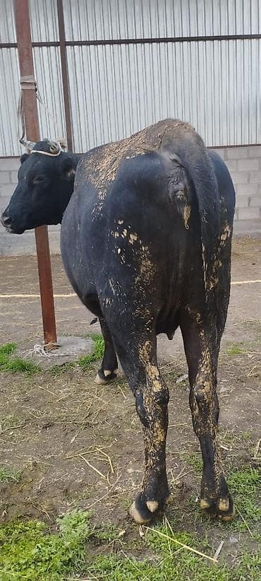 бычки продают: Продаю | Бык (самец) | На откорм | Привязанные — 5