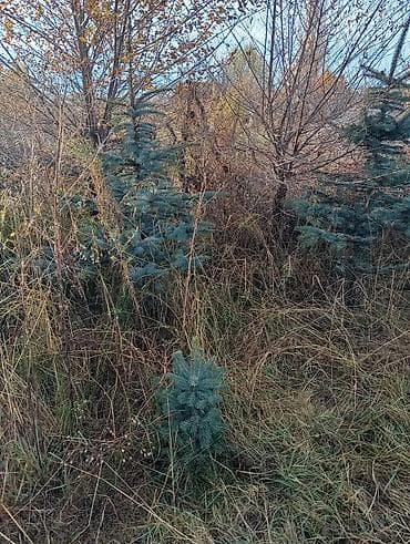 не пригодился: Ель колючая (Picea pungens, «голубая ель») — саженцы открытого грунта — 2