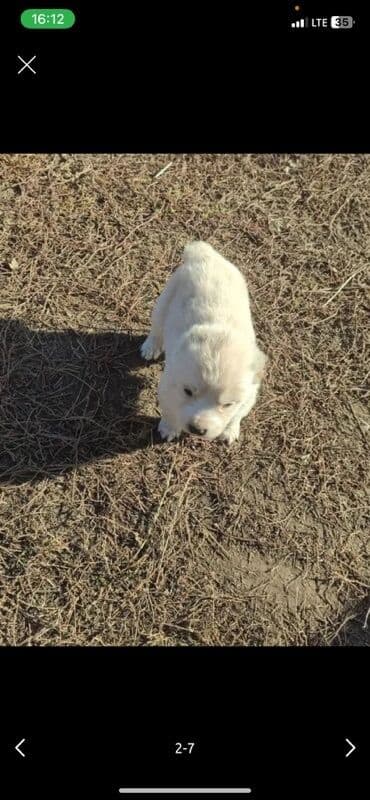 Грызуны: Алабай, 1 месяц, Самец — 4