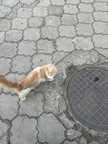 Животные: Кошка даром: Беспородная, 1 год, Девочка — 3