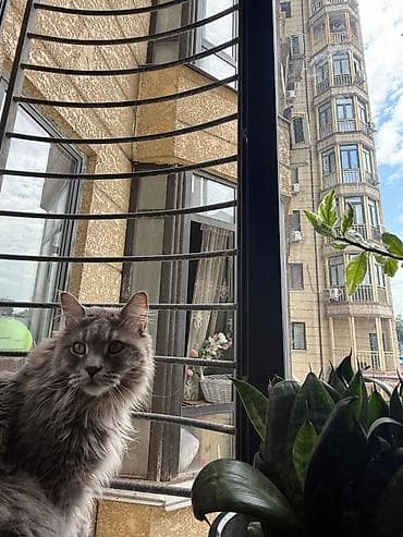 кошка породистые: Мейн-кун, 1 год, Мальчик, Серый, Кастрирована, Приучена к лотку, С документами — 6