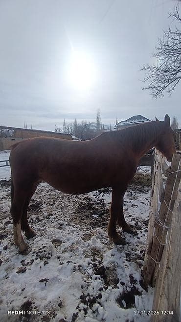 парода уйлар: Продаю | Кобыла (самка) | Дончак | Для разведения — 3