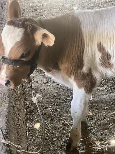 Айыл-чарба жаныбарлары: Сатам | Музоо | Бордоп семиртүү үчүн | Байланган — 1