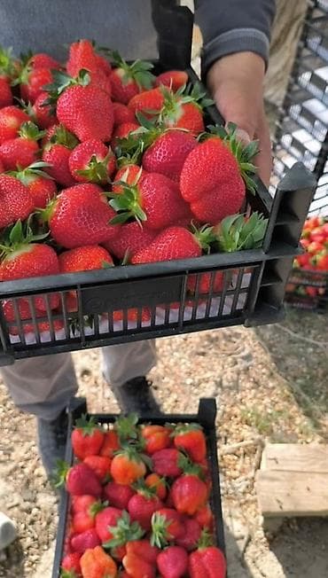 ящик для пчёл: Пластиковый Ящик, Новый — 5