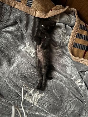 kitten: Очаровательный черный котёнок - Возраст: примерно 1–2 месяца - Окрас — 2