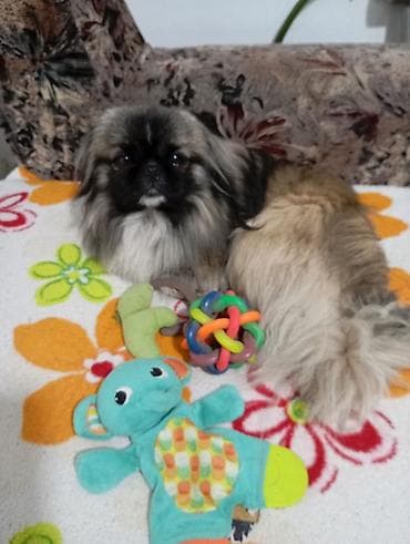 пекинес купить: Пекинес мальчик привит есть паспорт— домашний компаньон Порода — 6