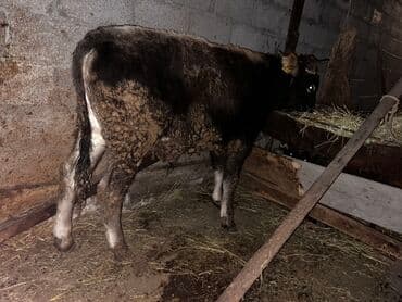 собачий дом: Продаю | Бык (самец) | Алатауская | На откорм | Привязанные — 2